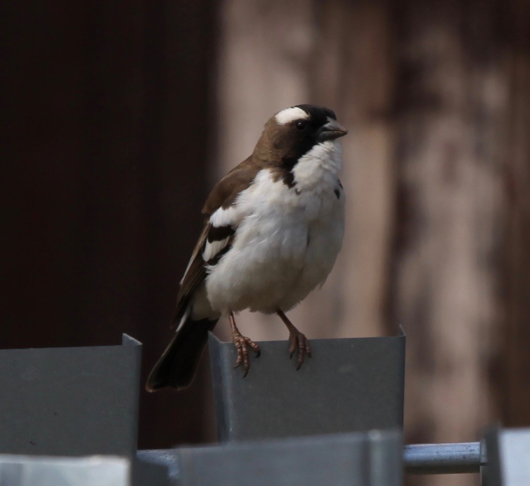 White-browed Sparrow-Weaver - ML55007041