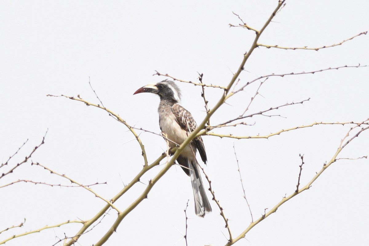 African Gray Hornbill - ML550071161