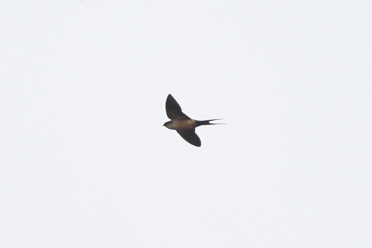 Red-rumped Swallow - ML550071531