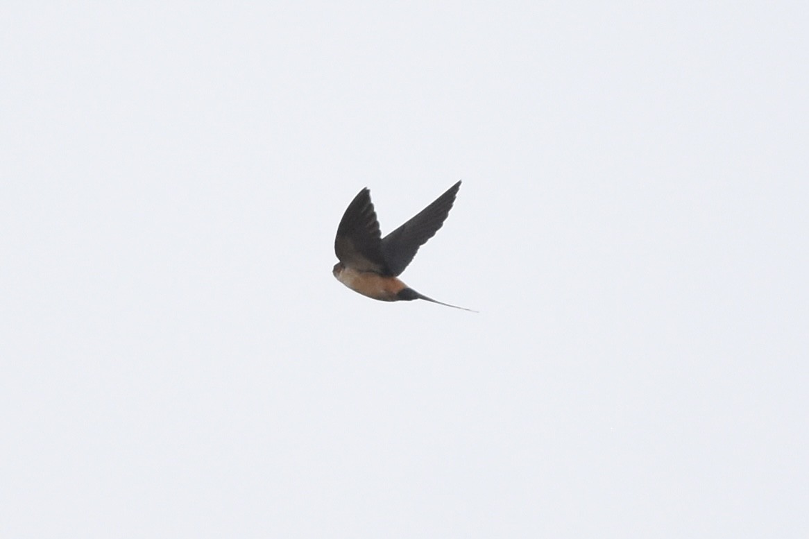 Red-rumped Swallow - ML550071541