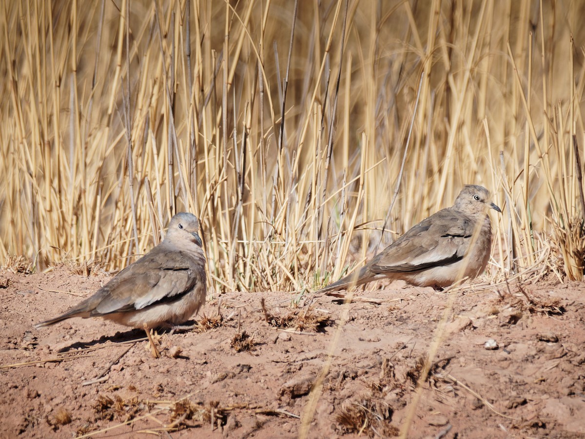 Picui Ground Dove - Terry Miller 🦅