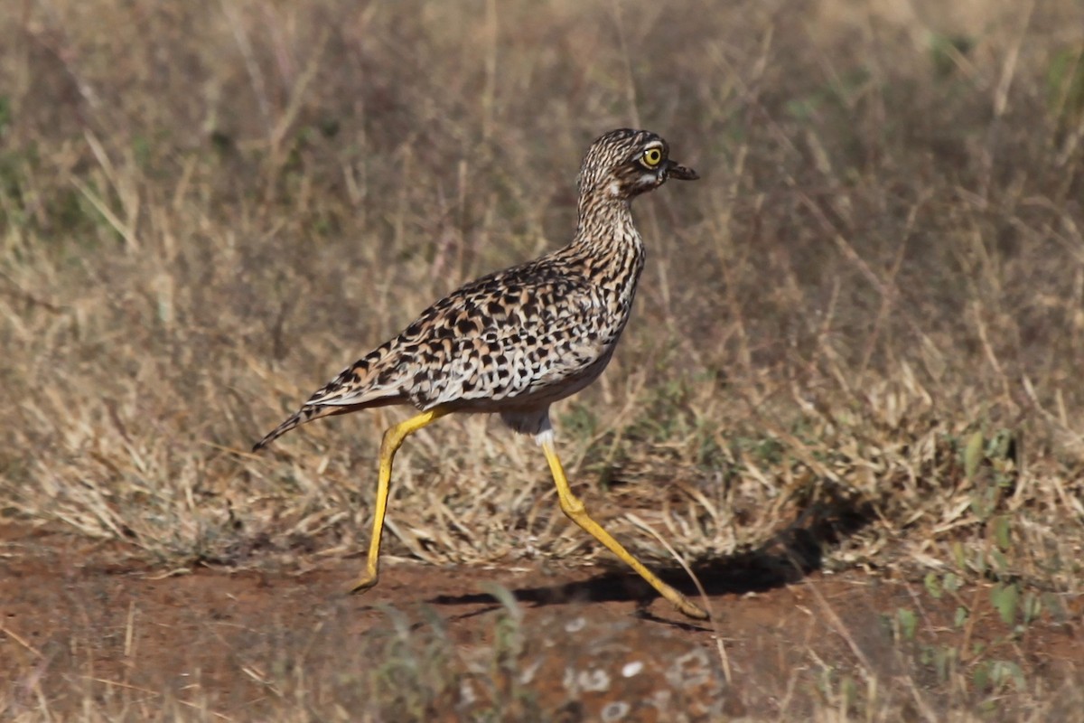 Spotted Thick-knee - Dan Rabosky