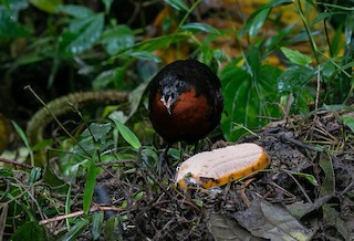 Dark-backed Wood-Quail, ML550075601