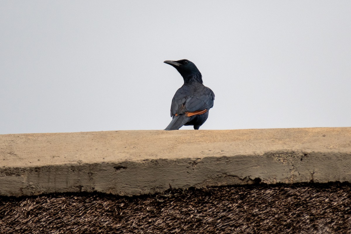 Red-winged Starling - ML550078921