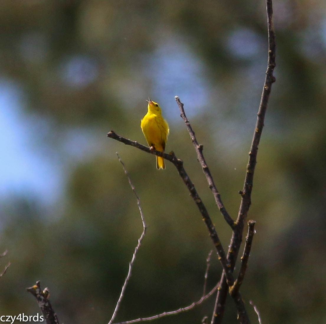Yellow Warbler - Charity Hagen