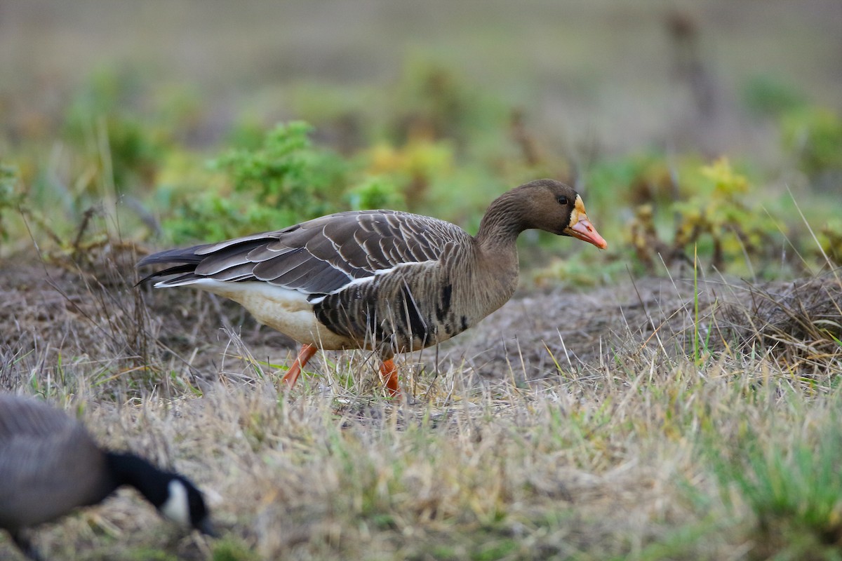 Greater White-fronted Goose - ML550082941