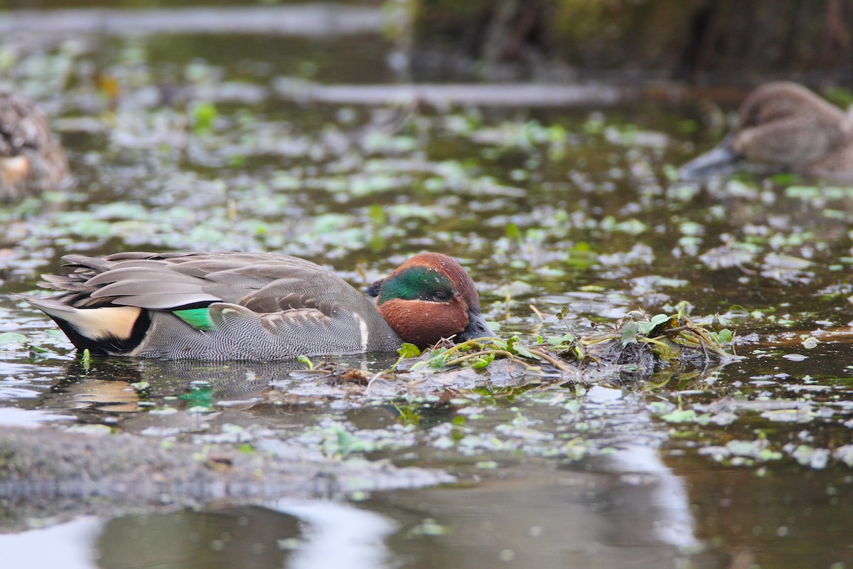 Green-winged Teal - ML550082951
