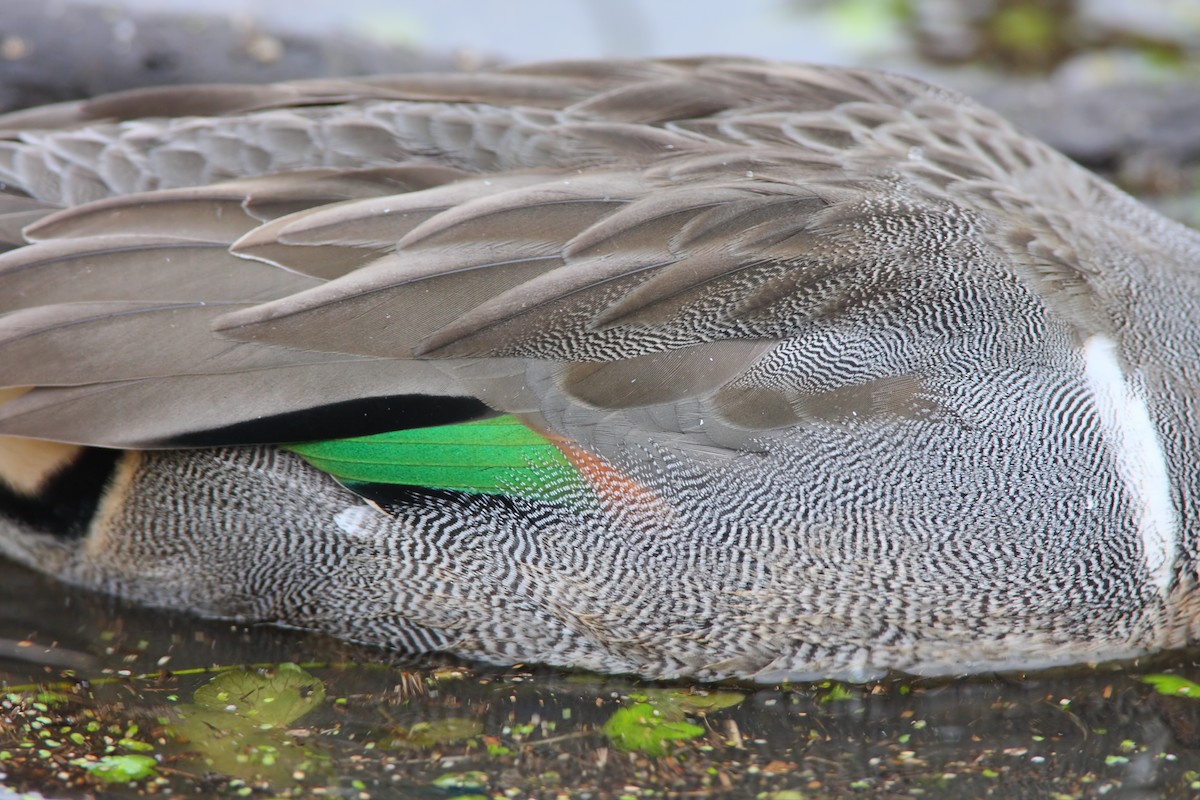 Green-winged Teal - ML550082961
