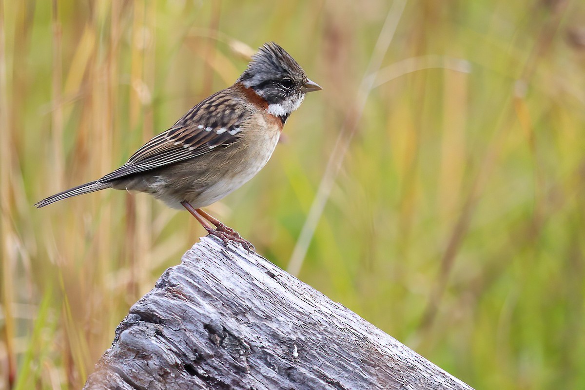 Rufous-collared Sparrow (Patagonian) - ML550083371