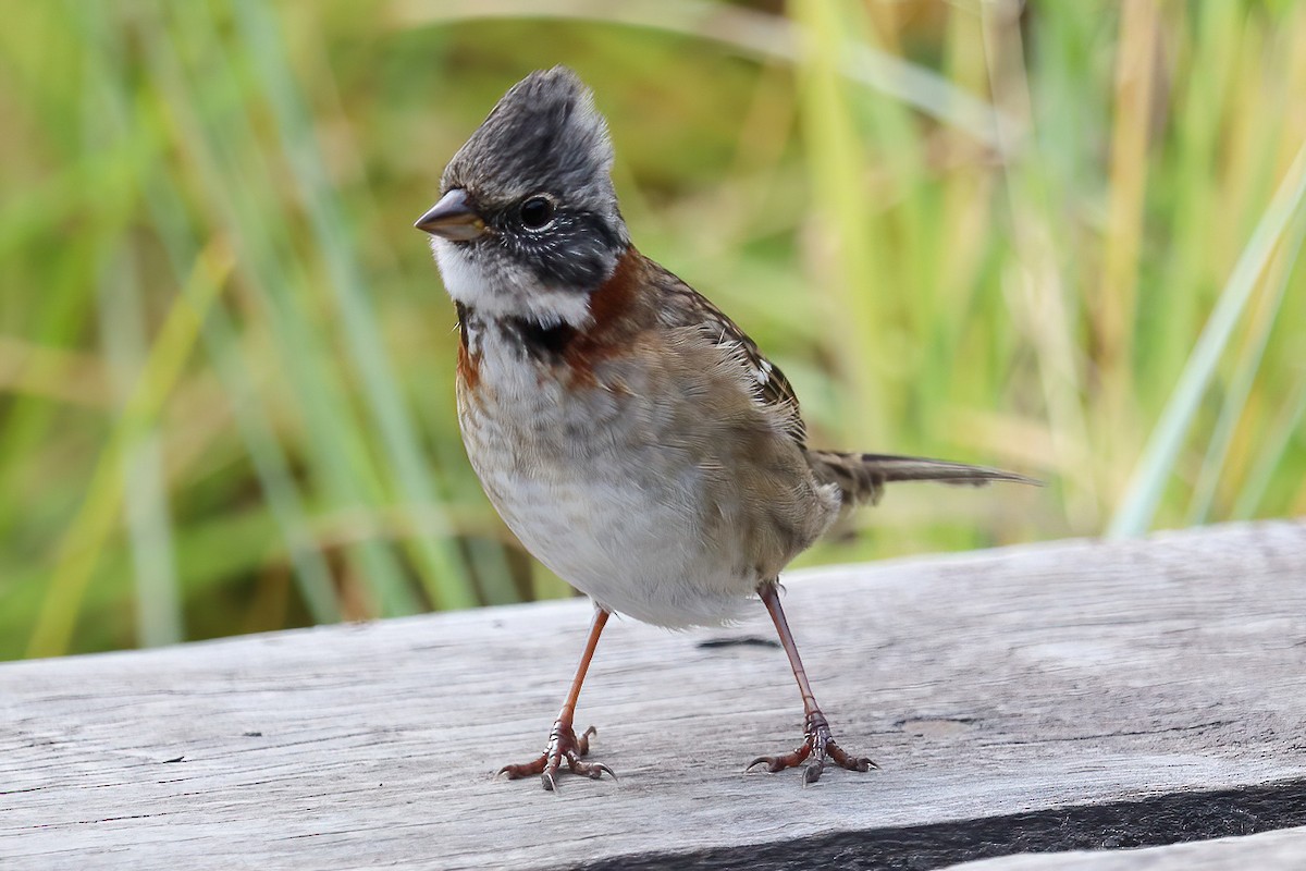 Rufous-collared Sparrow (Patagonian) - ML550083381