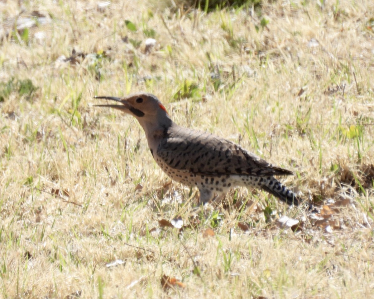 Northern Flicker (Yellow-shafted) - ML550084821