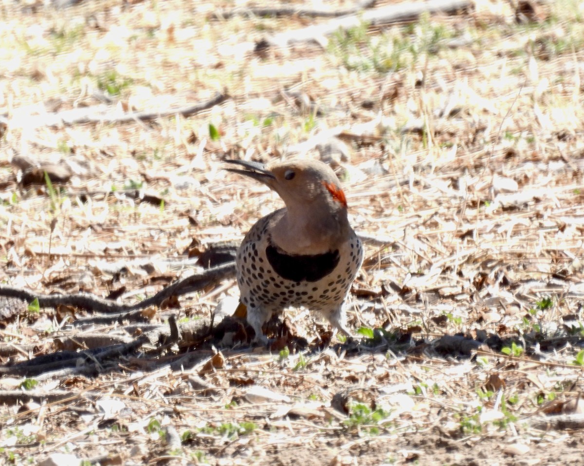 Northern Flicker (Yellow-shafted) - ML550085121