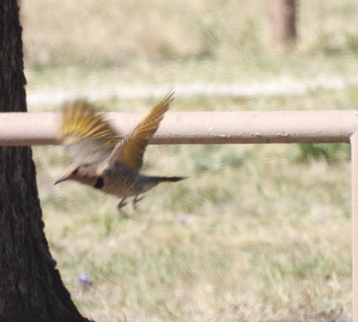 Northern Flicker (Yellow-shafted) - ML550085401
