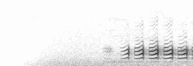  - White-breasted Nuthatch (Eastern)