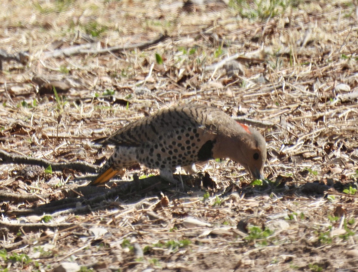 Northern Flicker (Yellow-shafted) - ML550086071