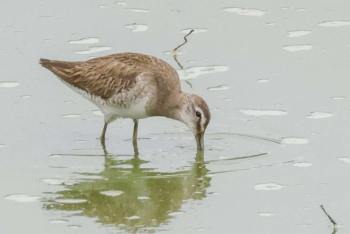 Long-billed Dowitcher - ML550086281