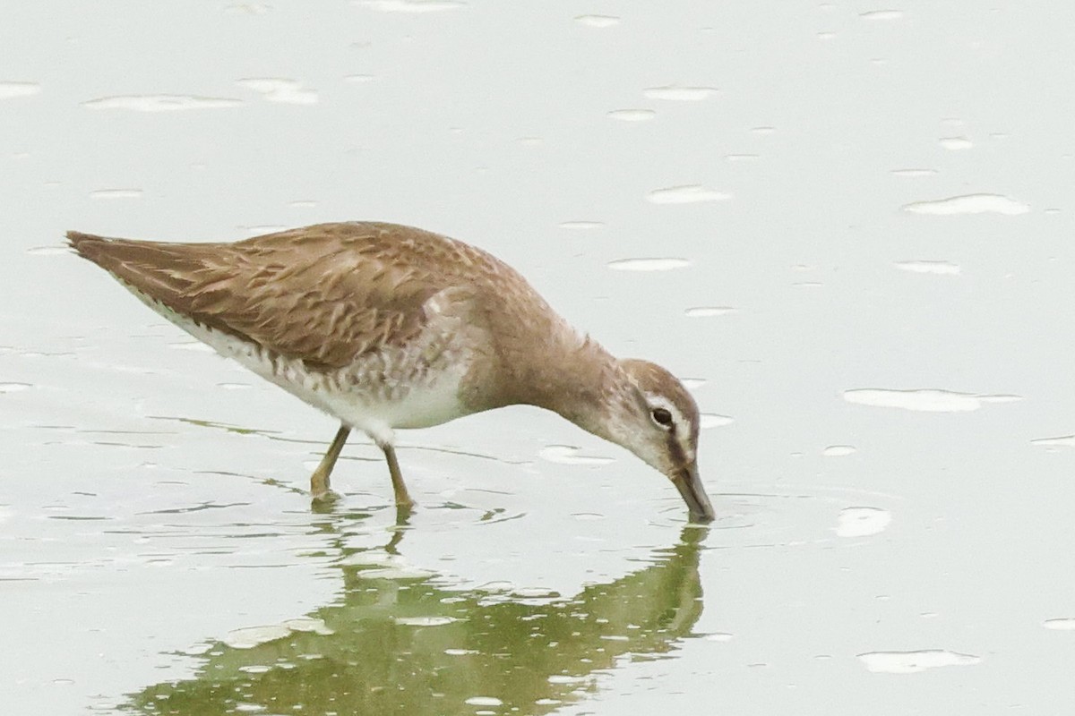 Long-billed Dowitcher - ML550086291