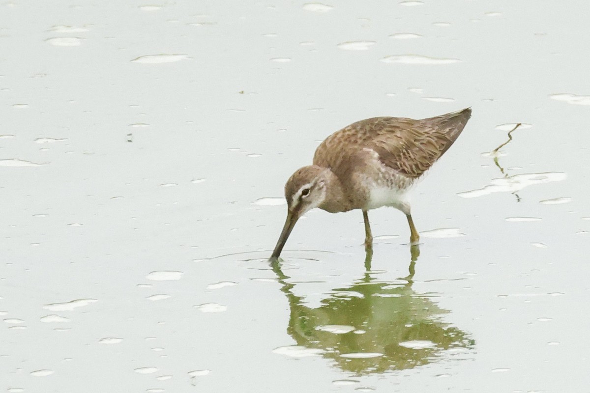 Long-billed Dowitcher - ML550086301