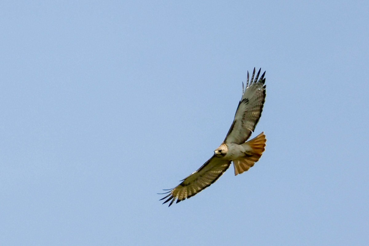 Red-tailed Hawk - ML550086881