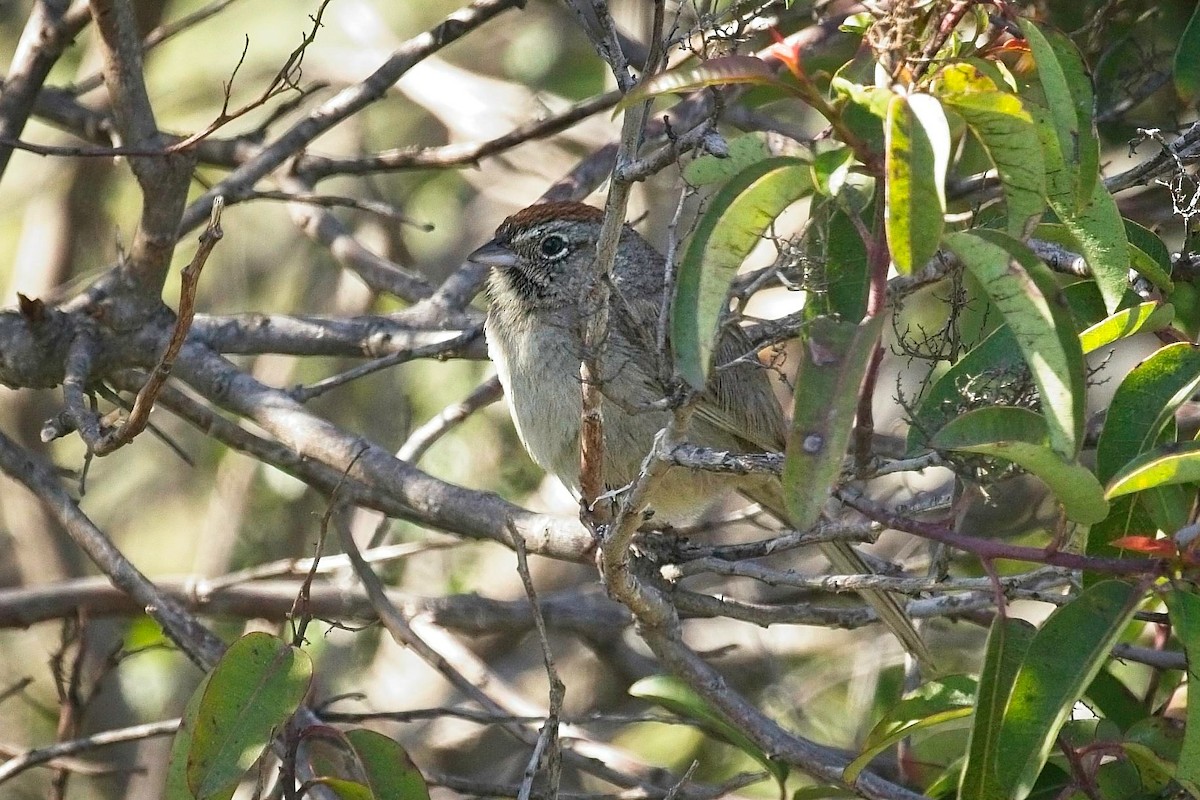 Rufous-crowned Sparrow - ML550095101
