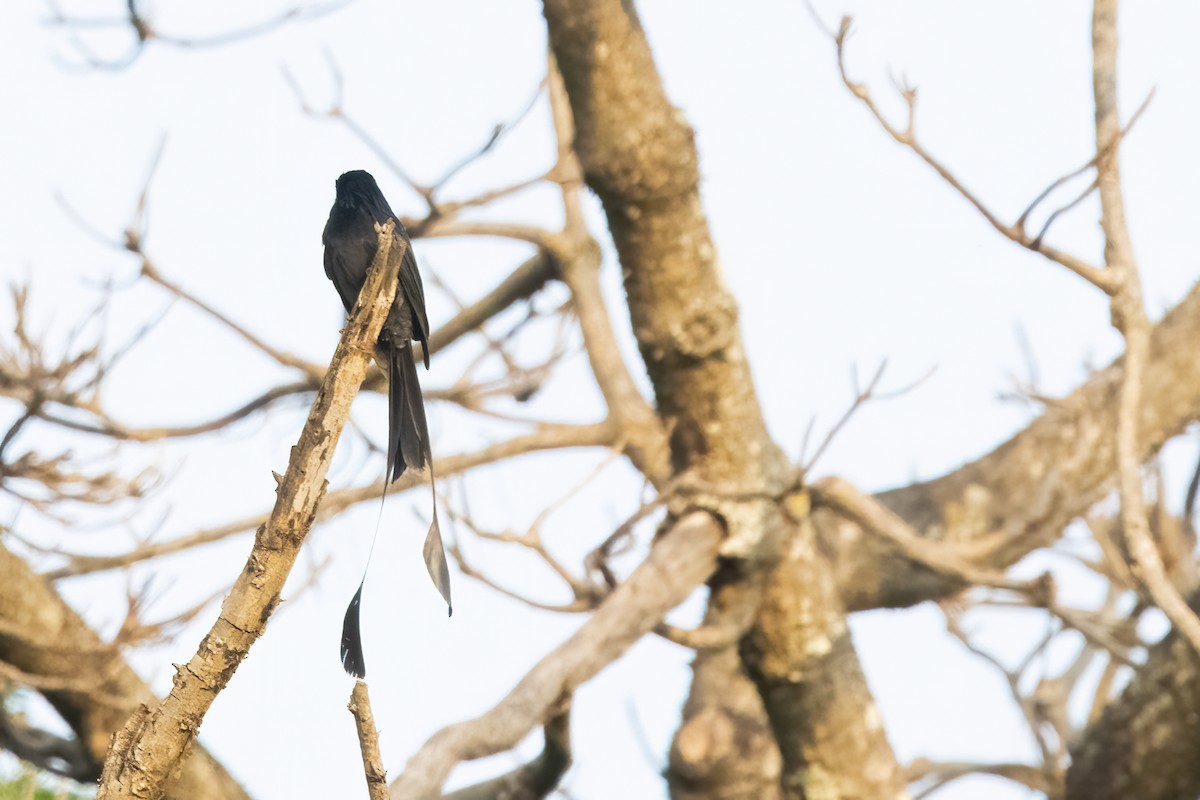 Greater Racket-tailed Drongo - ML550099121