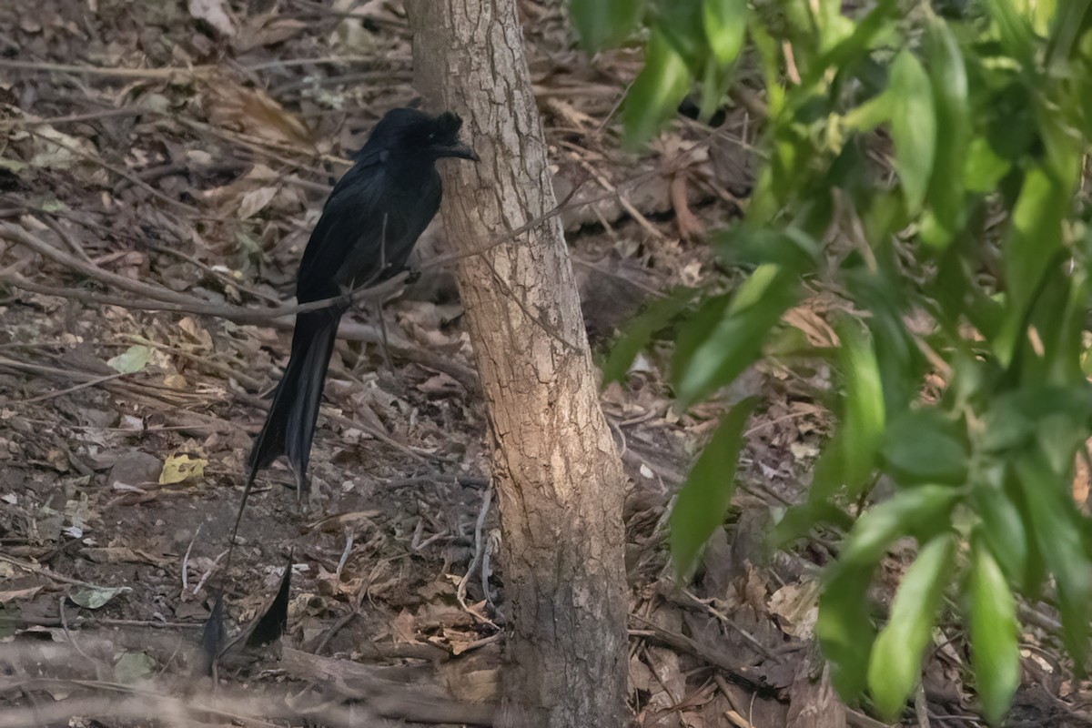 Greater Racket-tailed Drongo - ML550099131