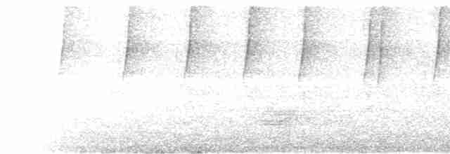 Белохвостая эльвира - ML550101281