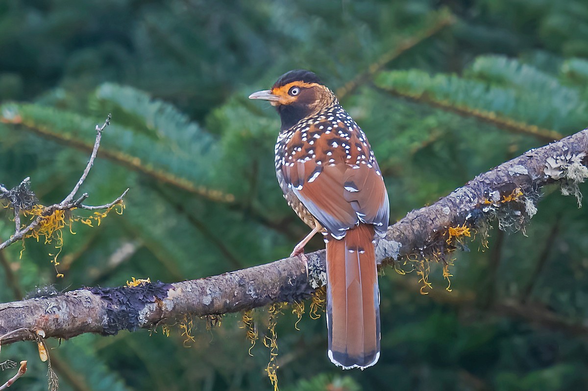 Spotted Laughingthrush - ML550102221