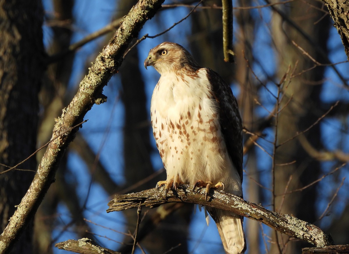Red-tailed Hawk - ML550110631