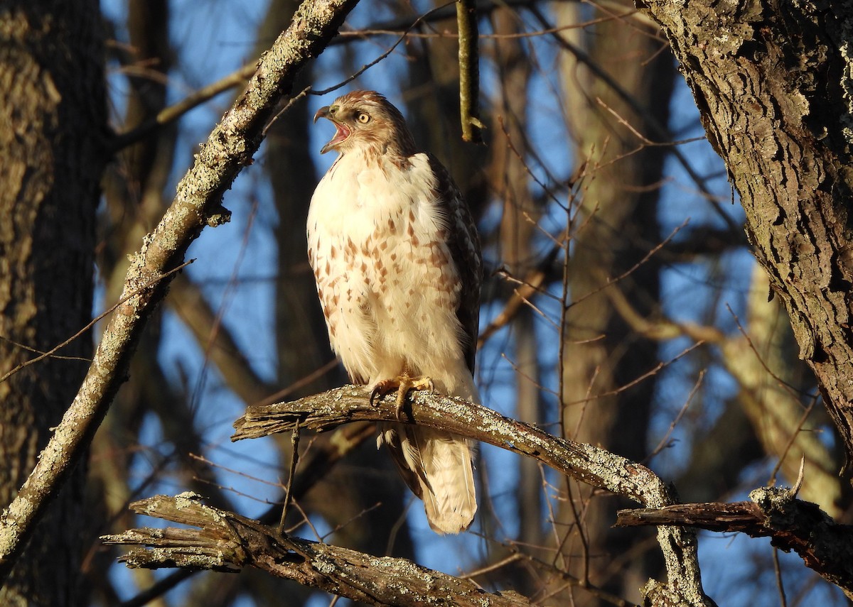 Red-tailed Hawk - ML550110641