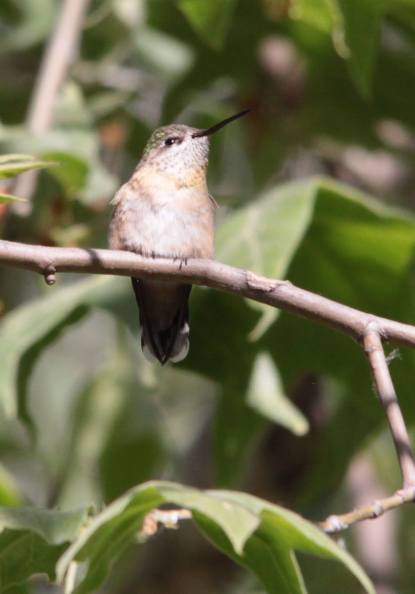 Calliope Hummingbird - Tom Forwood JR