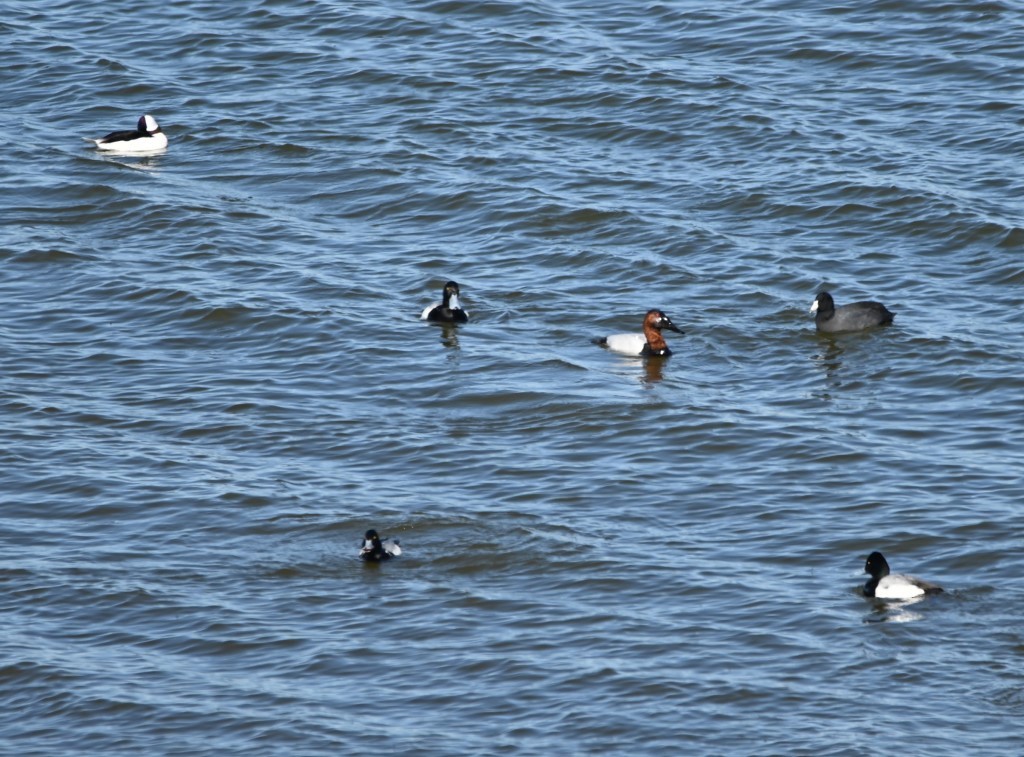 Greater Scaup - ML550114201