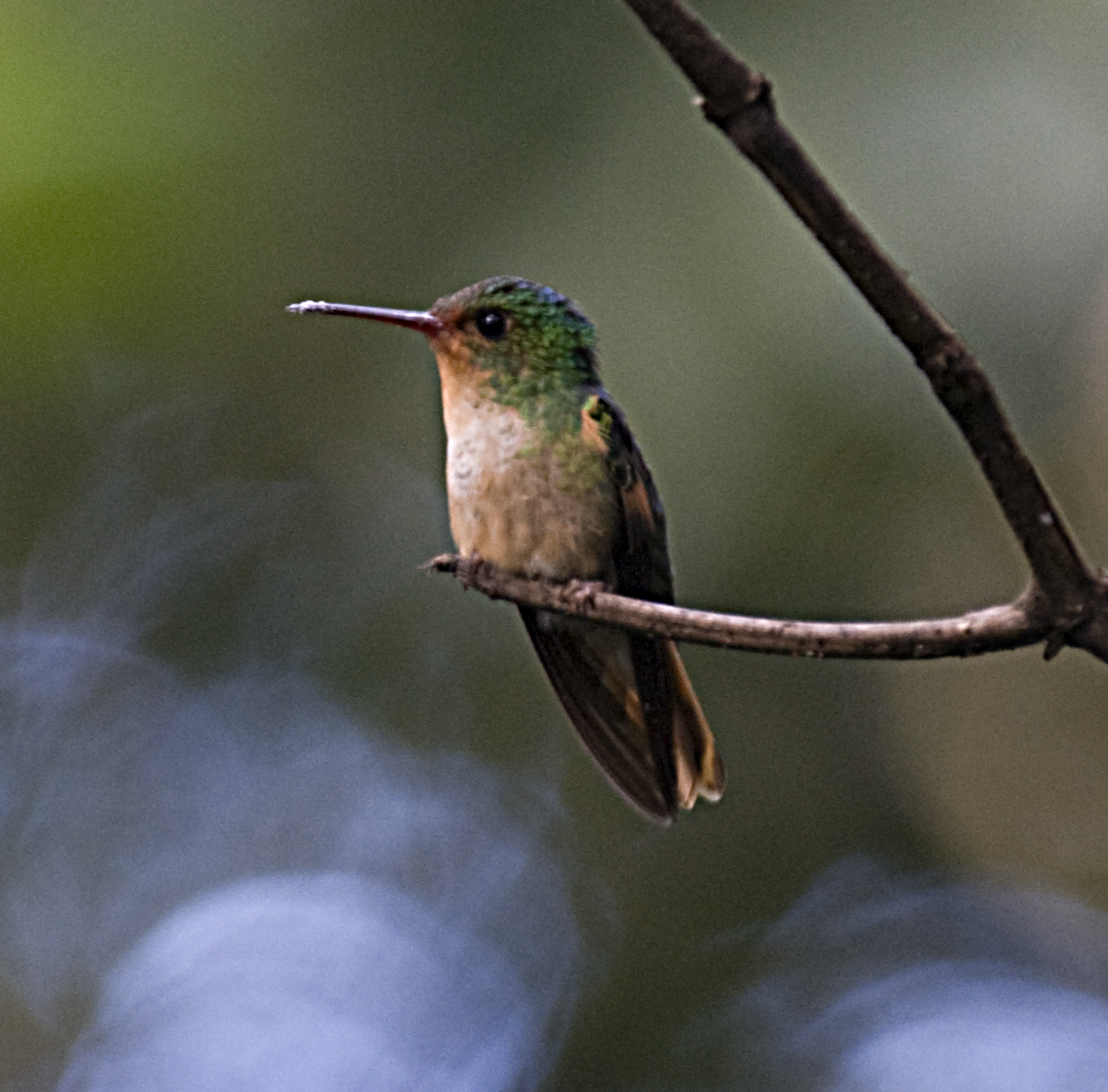 Pirre Hummingbird - ML550115381