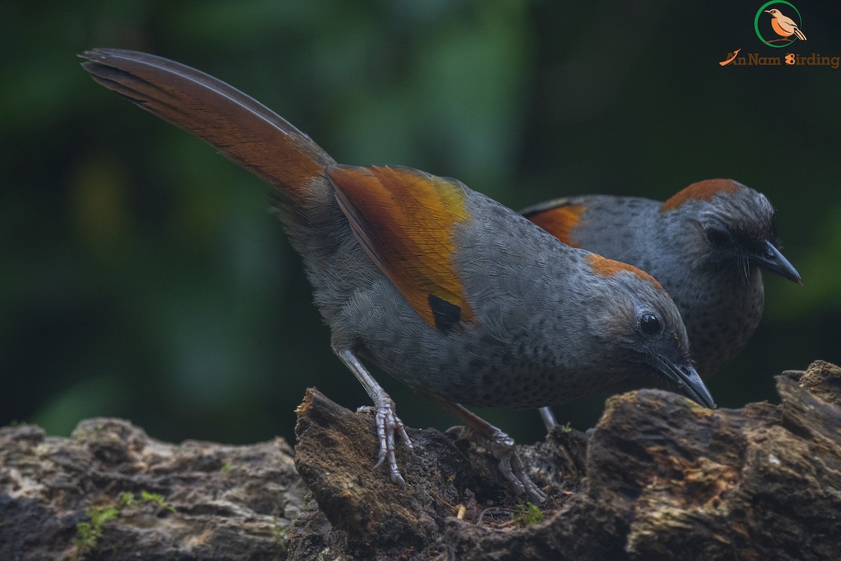 Golden-winged Laughingthrush - Dinh Thinh
