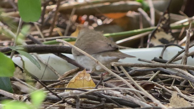 Swainsonwaldsänger - ML550133191