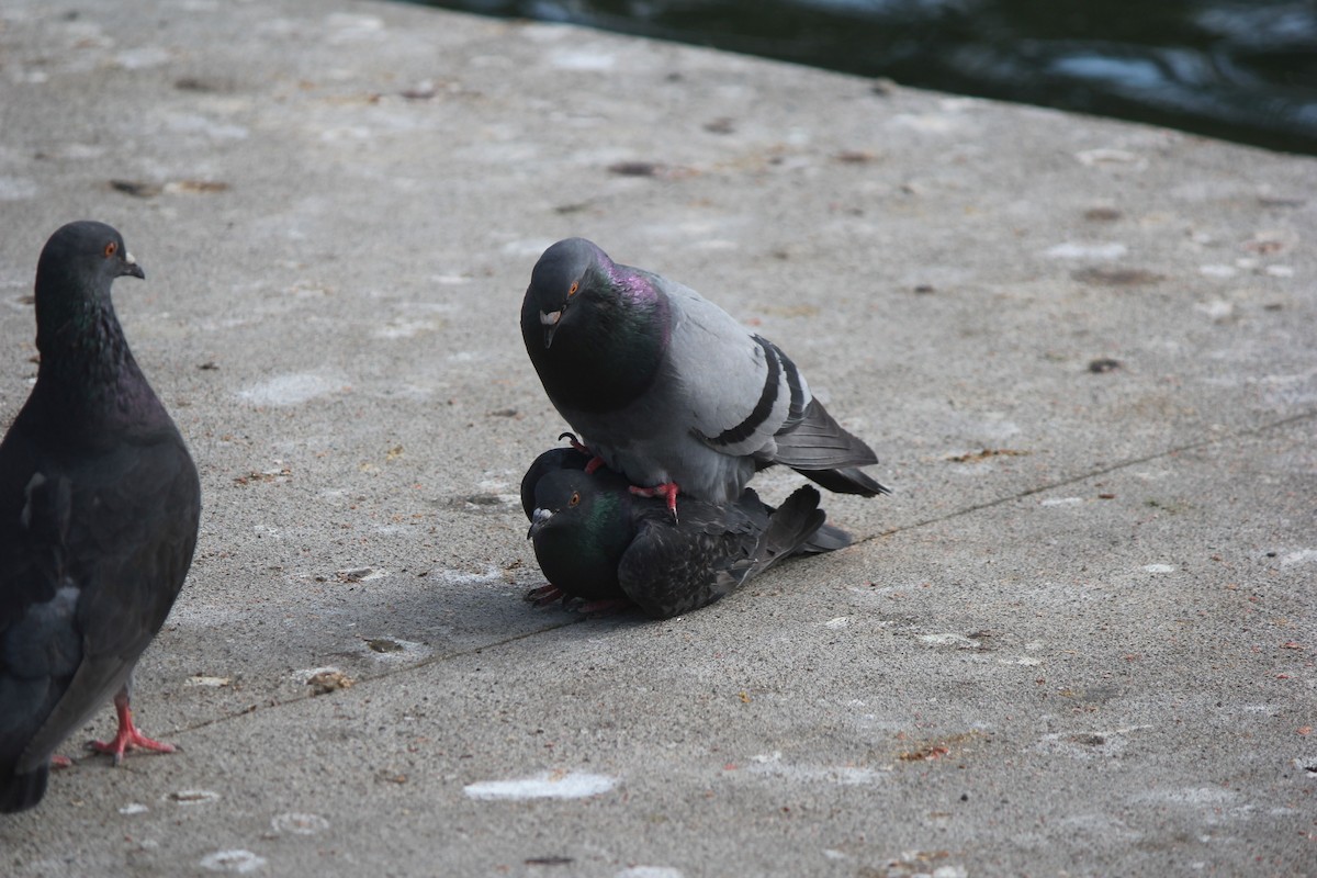 Rock Pigeon (Feral Pigeon) - ML55013951
