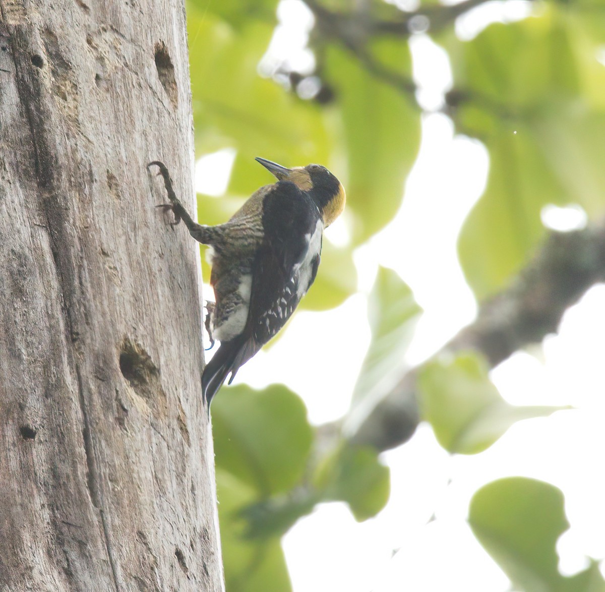 Golden-naped Woodpecker - ML550145361