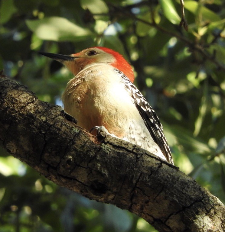 Red-bellied Woodpecker - Cate Igo