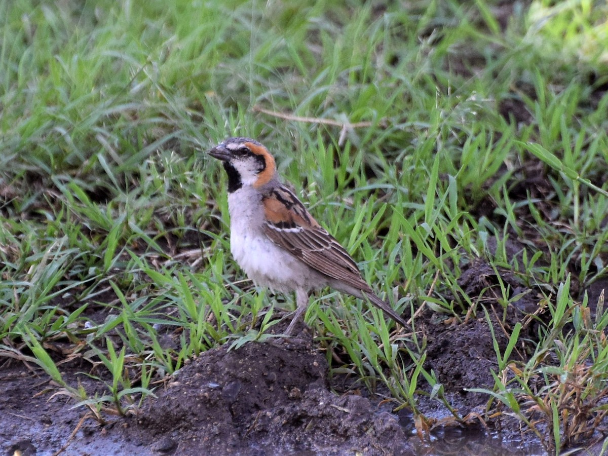 Shelley's Rufous Sparrow - ML55014811