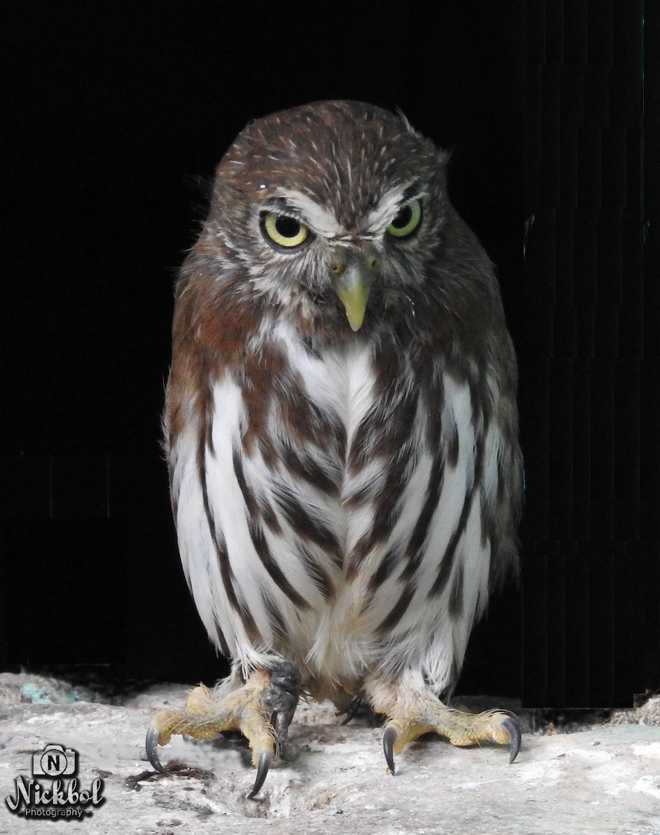 Ferruginous Pygmy-Owl - Nick Bolanos