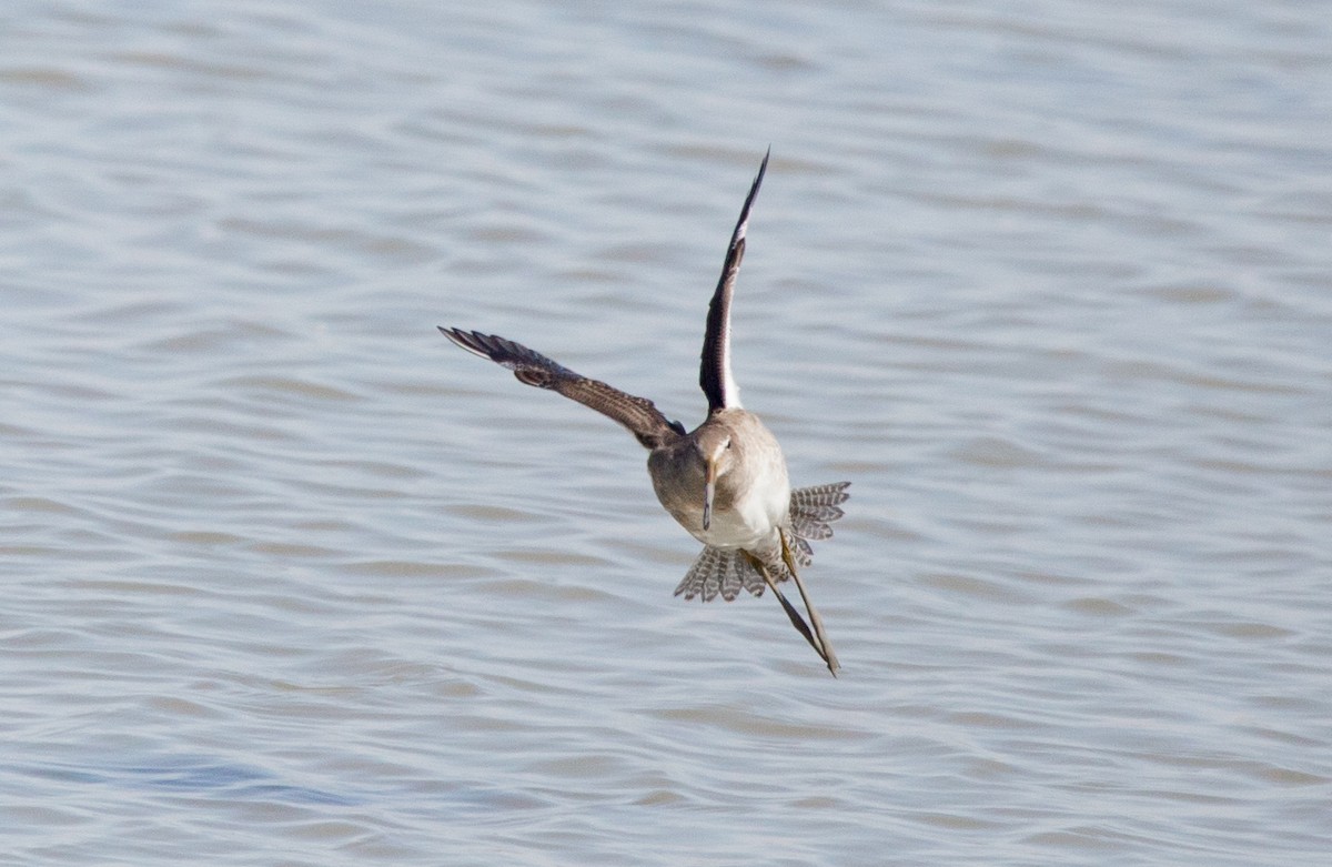 Long-billed Dowitcher - Timothy Aarons