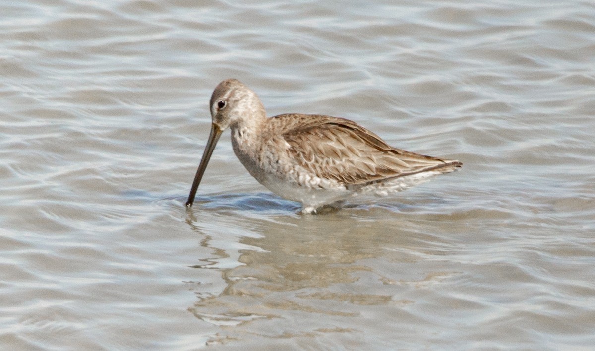 Long-billed Dowitcher - ML550149751