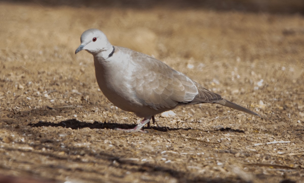 Eurasian Collared-Dove - ML550150531