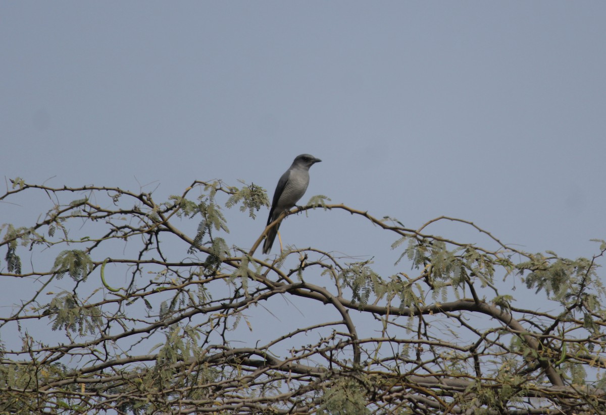 Large Cuckooshrike - Lakhan kohli