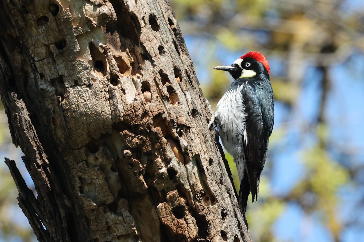 Acorn Woodpecker - ML550152881