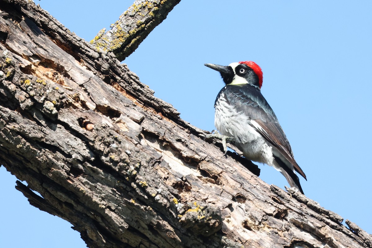 Acorn Woodpecker - ML550152891