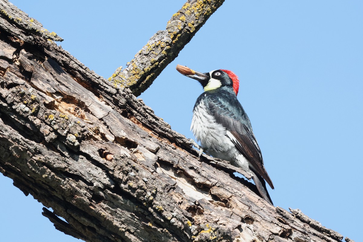 Acorn Woodpecker - ML550152941