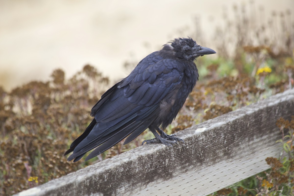 American Crow - ML550157191