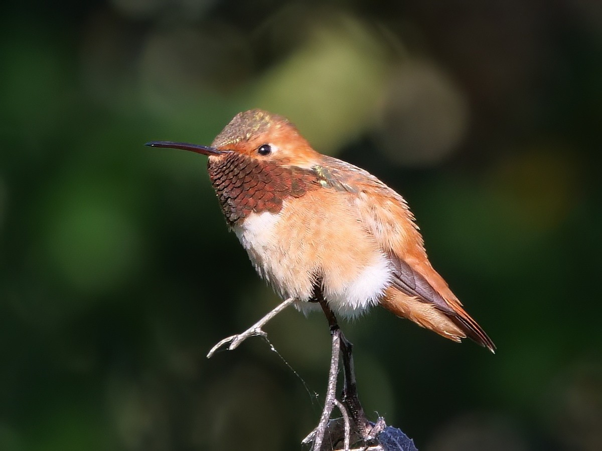 Rufous/Allen's Hummingbird - ML550157511