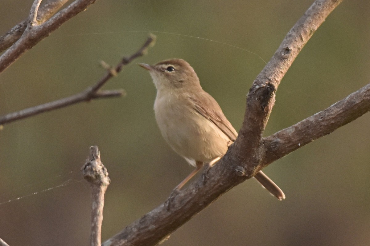 Booted Warbler - ML550158311